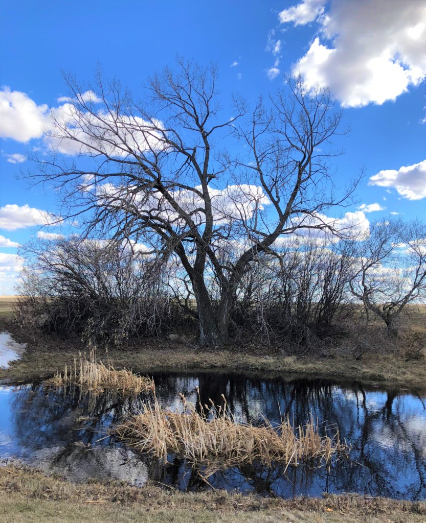 Tree with no leaves in front of pond on the prairies with blue sky and clouds