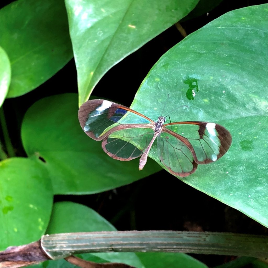 The gorgeous Glass-Winged Butterfly