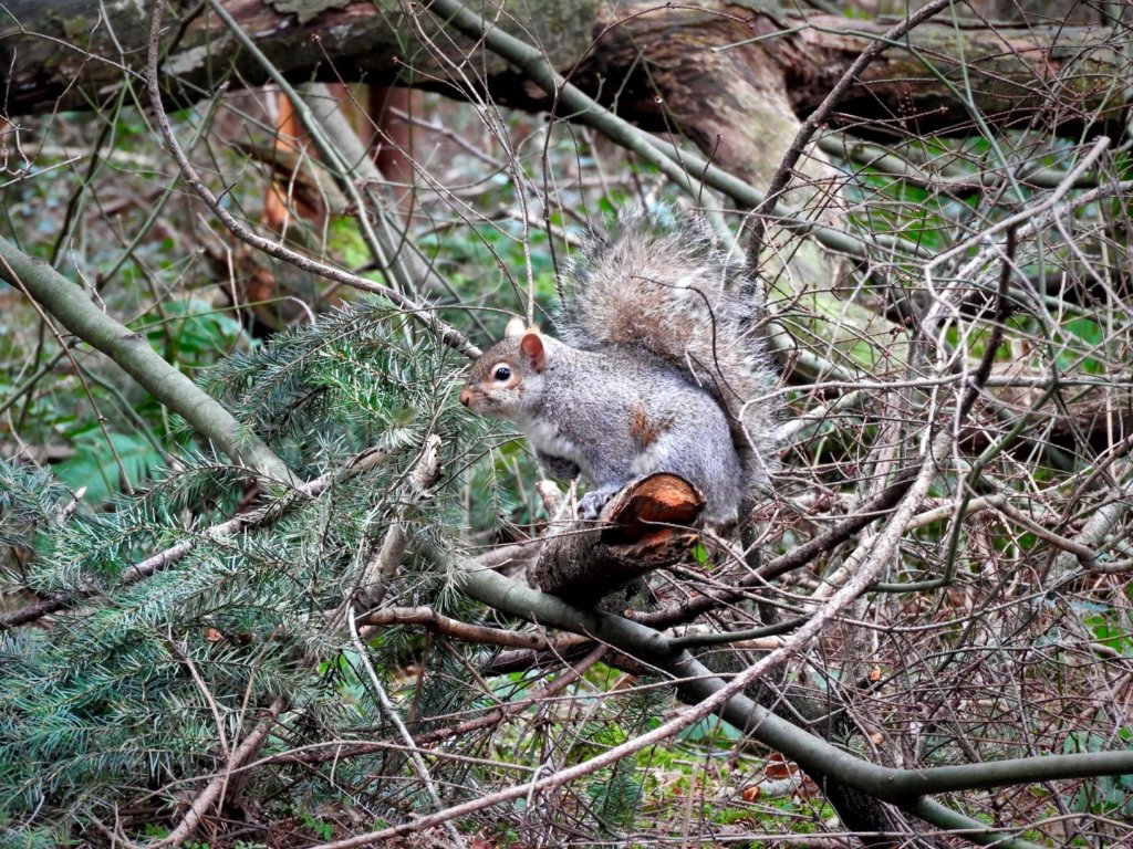 Squirrel sitting in fir trees