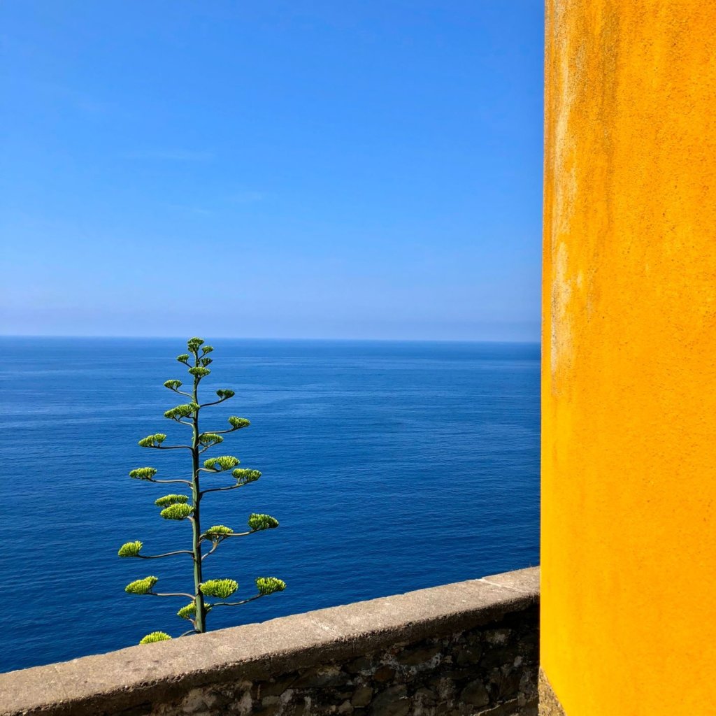 A single plant stands up behind a wall and overlooks the Italian Riviera from Corniglia Cinque Terre