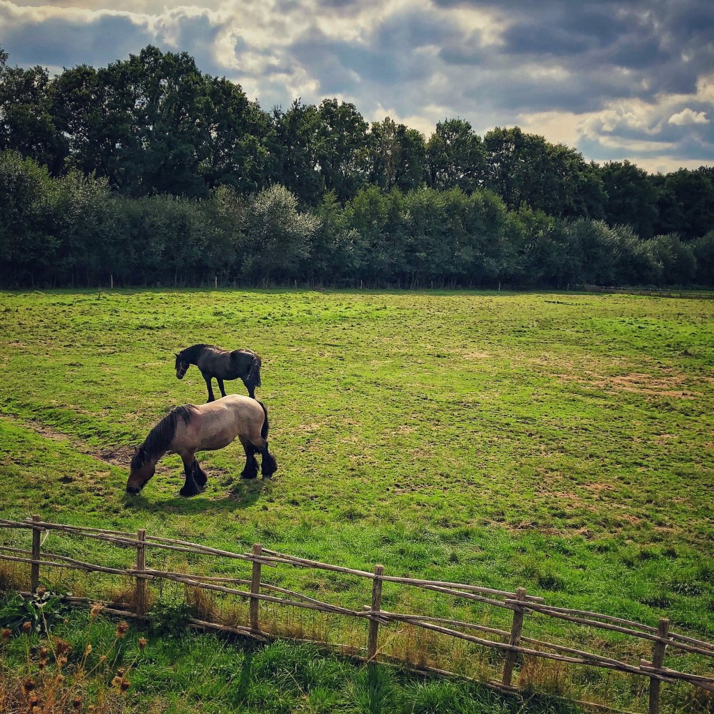 Belgian Percherons graze in a green pasture at Bokrijk, Belgium
