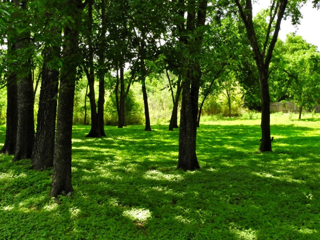 trees with sunlight peeking through and highlighting the green grass