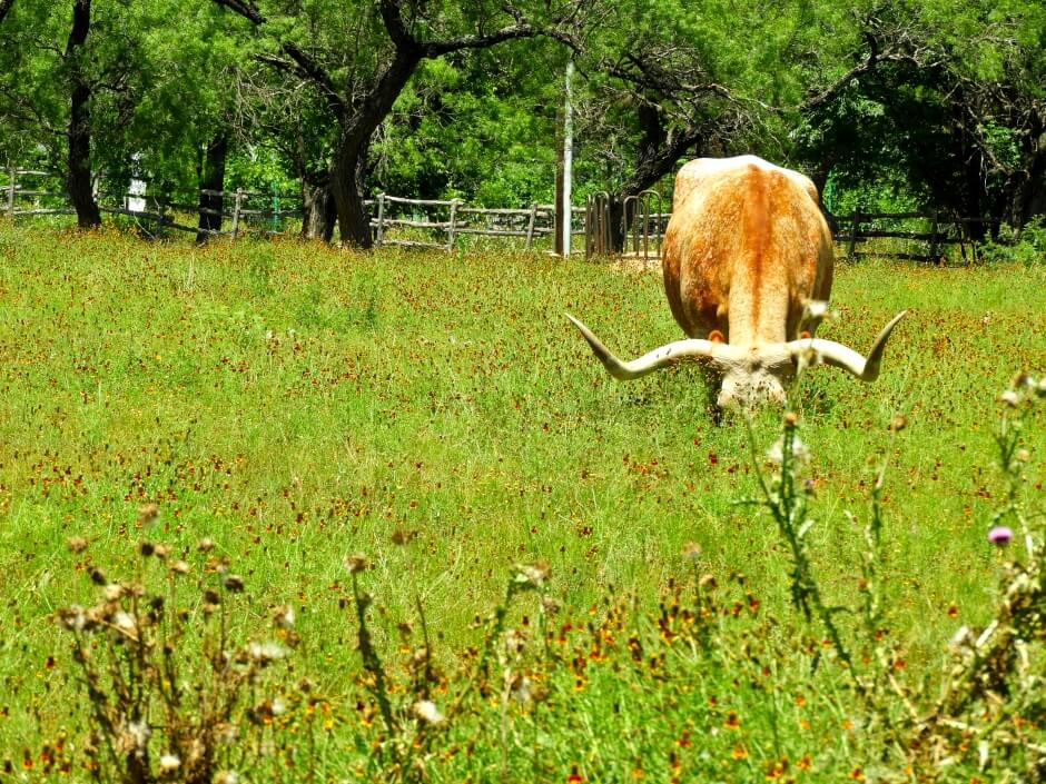 orange Texas Longhorn cow eating grass in a field
