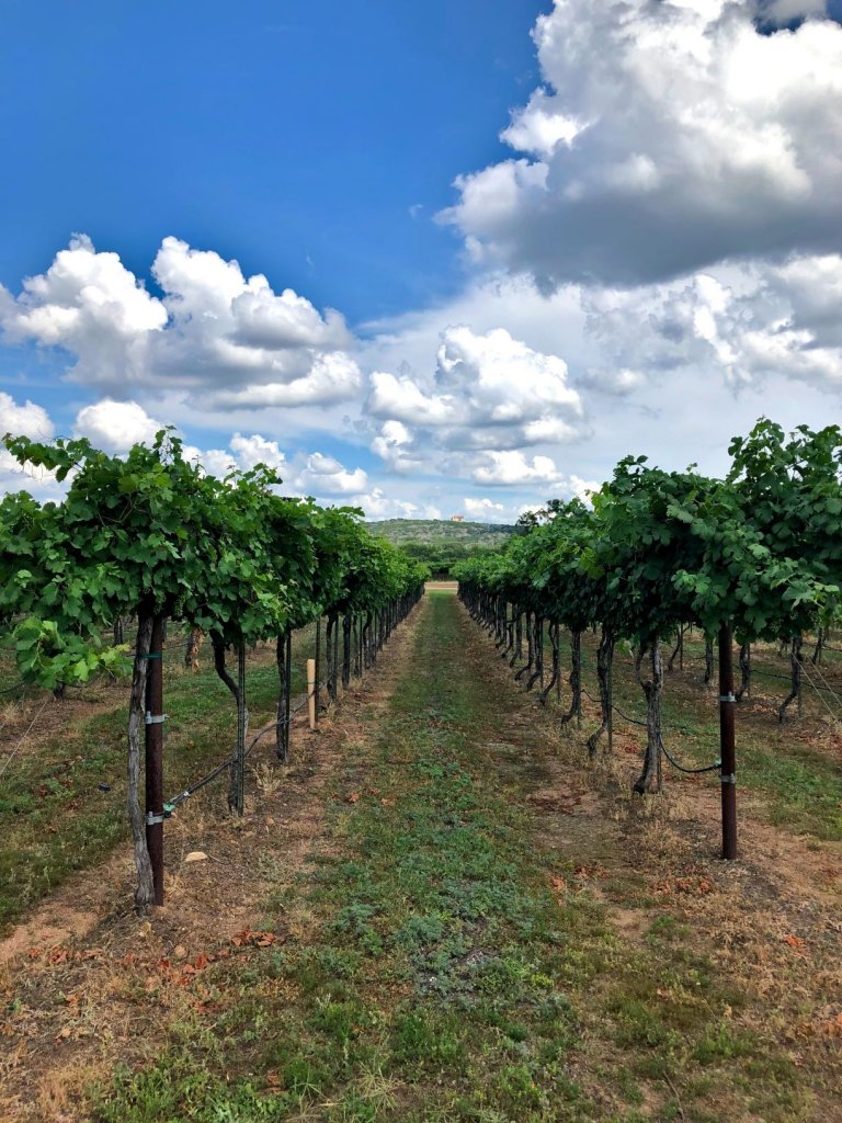 grapevines at a winery in texas