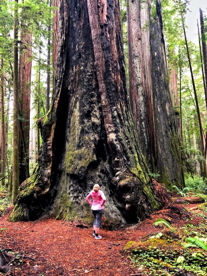 Giant redwood trees in the forest in California with a lady standing in front of the tree looking way up into the sky.