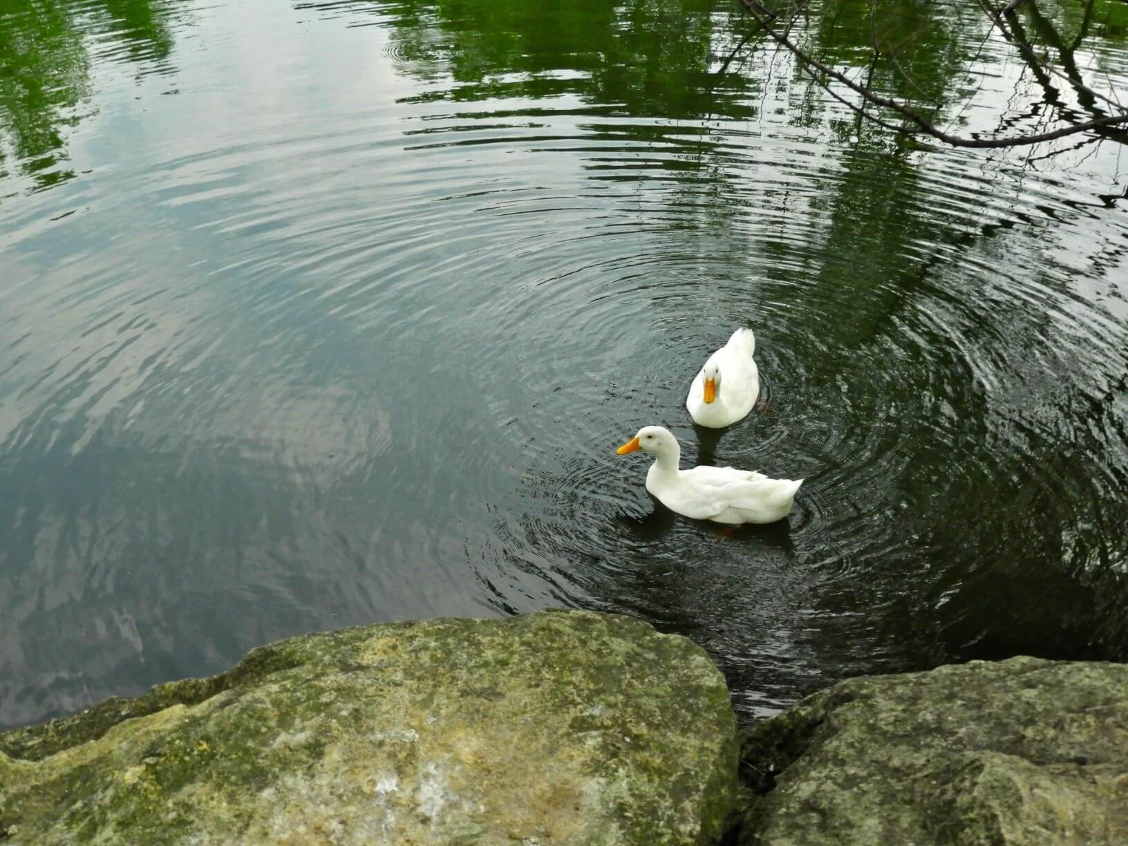 two white ducks swimming in water