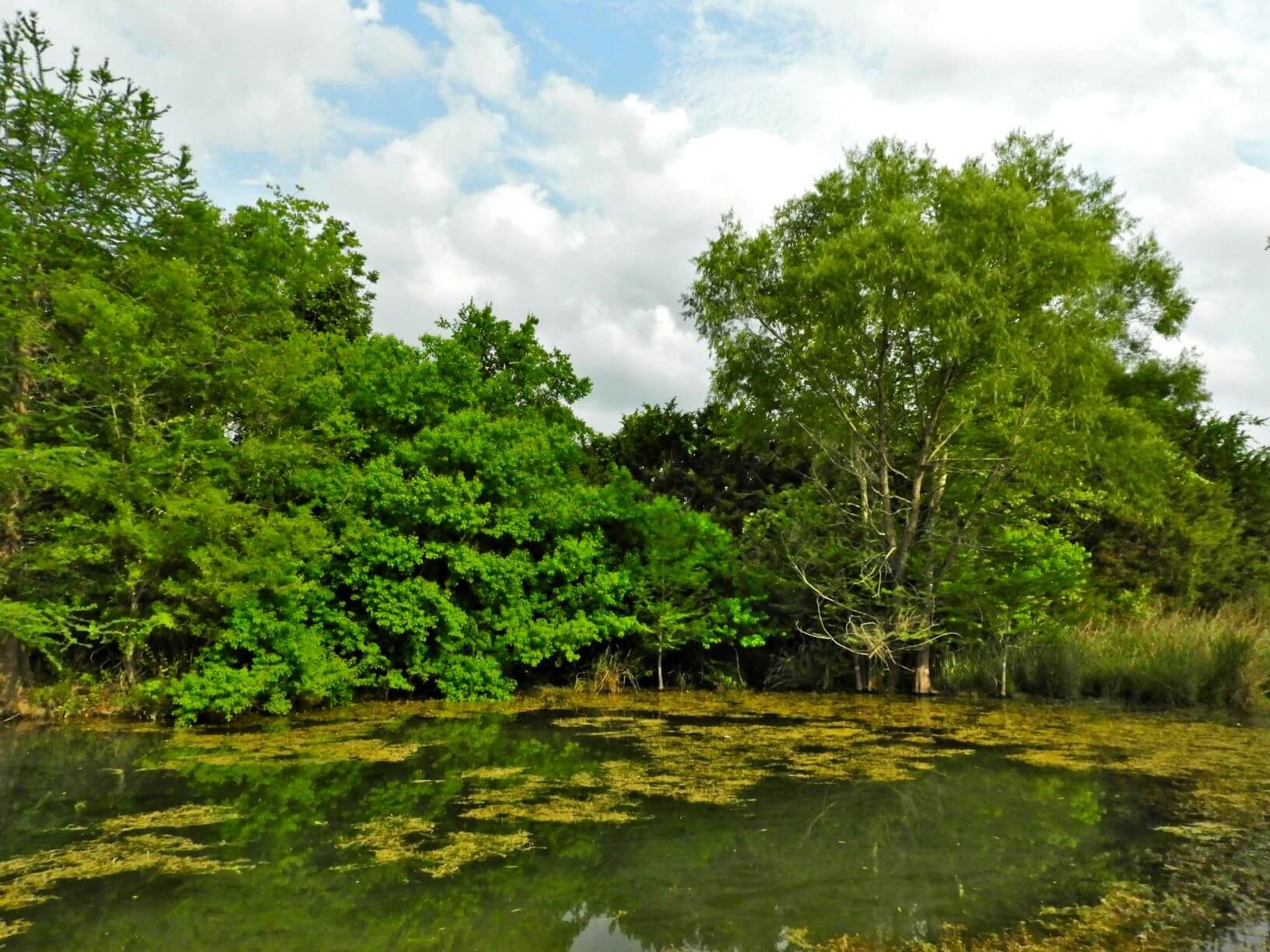 the marsh and trees surrounding it at Cibolo Nature Center in Texas