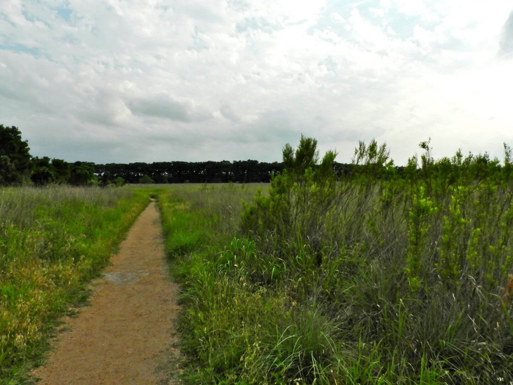 a dirt path leads to a meadow of tall, green grasses