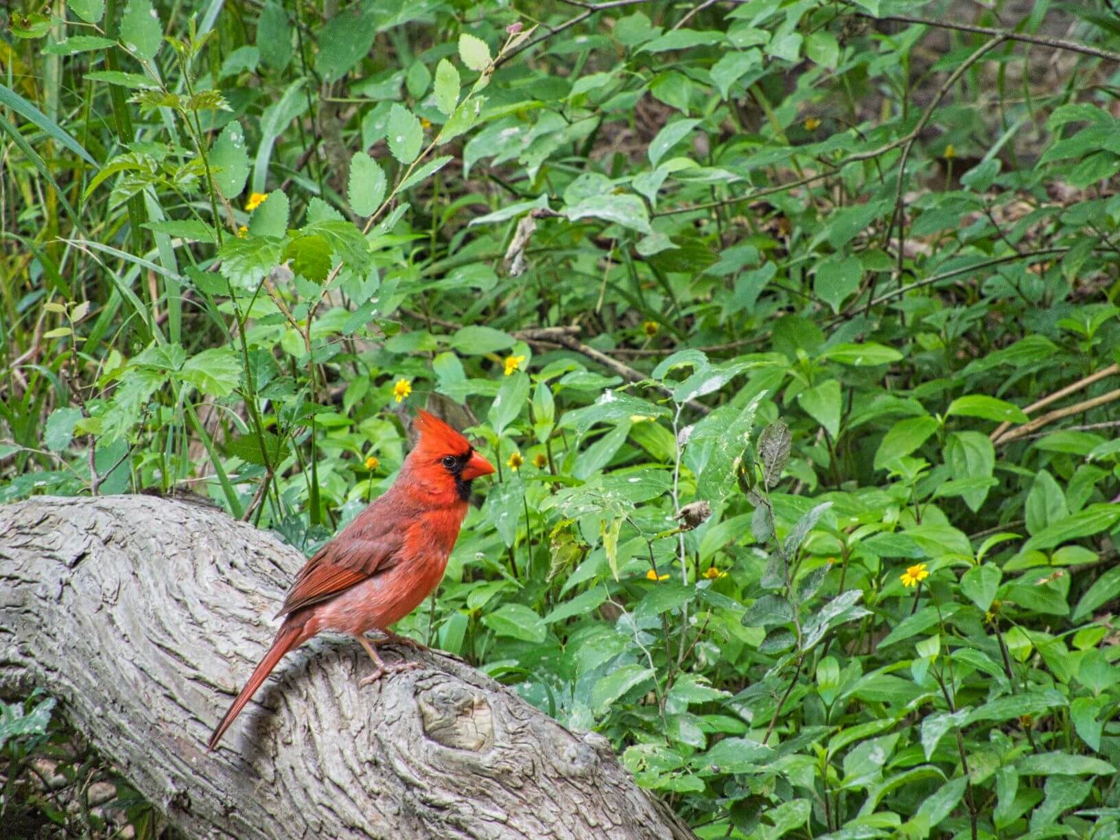 a red cardinal bird sits on a log with greenery in the background