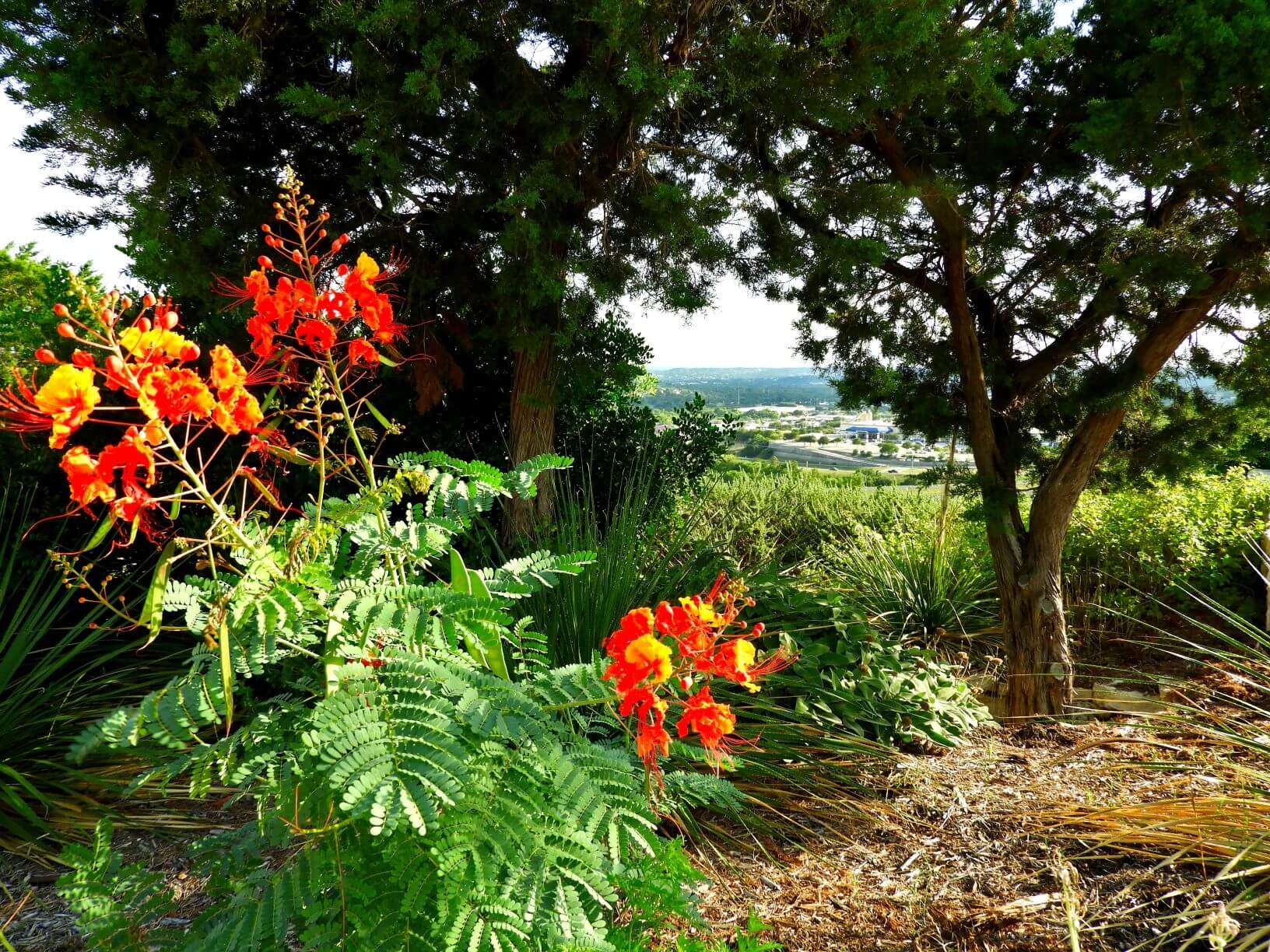 bright, red flowers on fern-like foliage with a town in the background