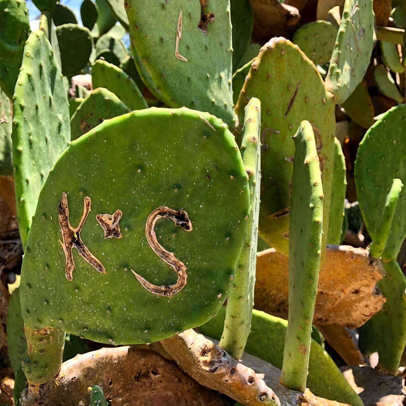Salado: K&S carved into a cactus along with other love notes