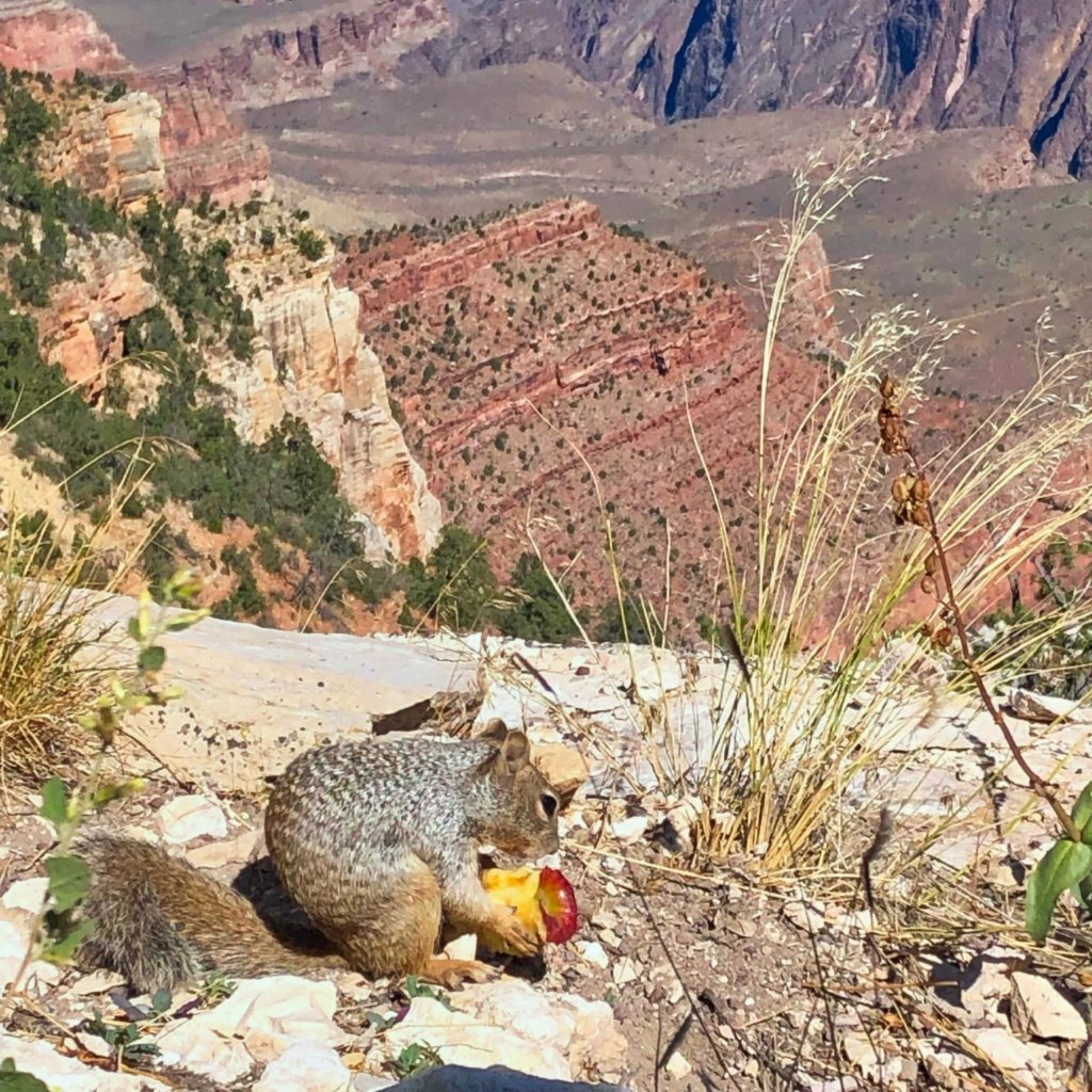 squirrel holding an animal overlooking the grand canyon