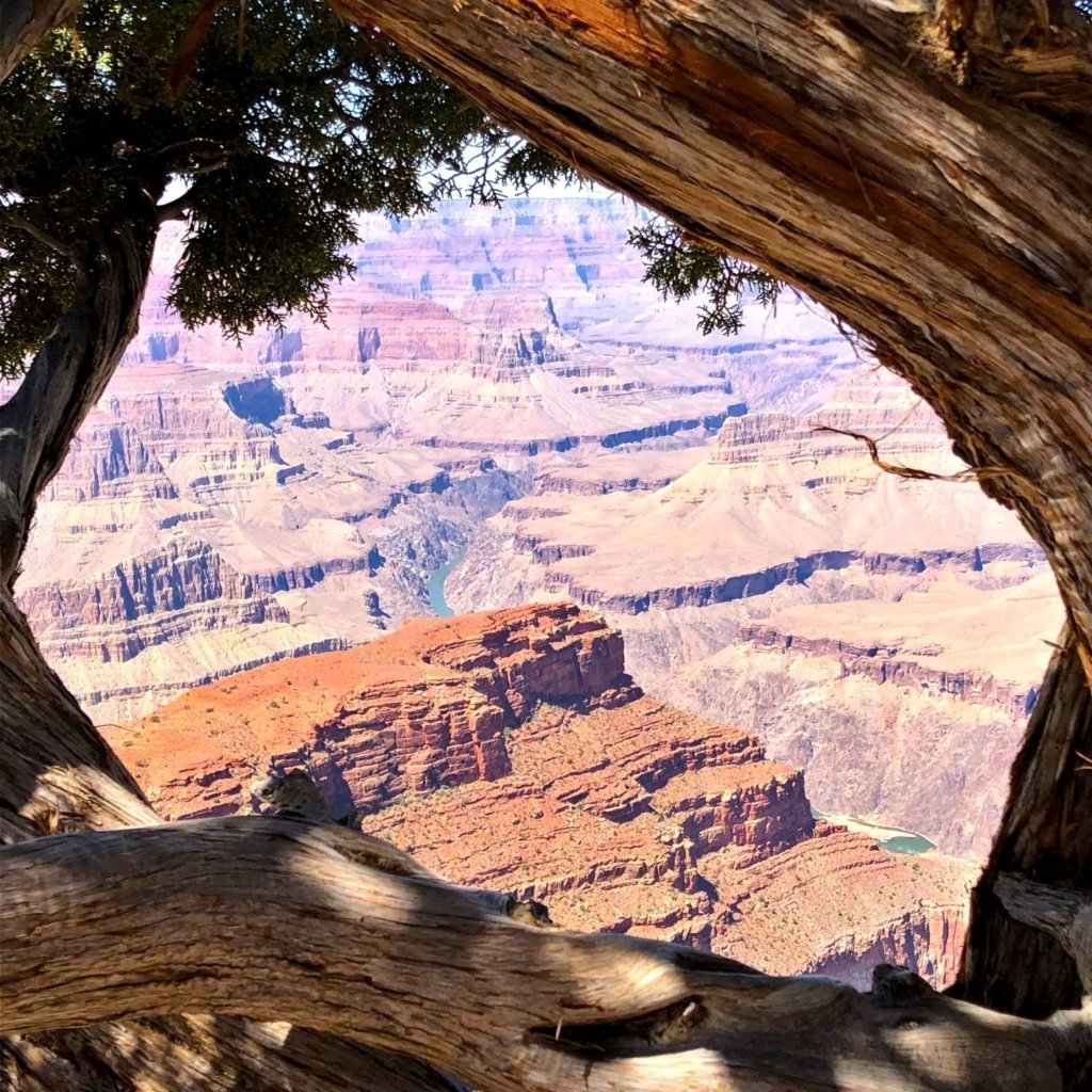 grand canyon framed by branches from a tree