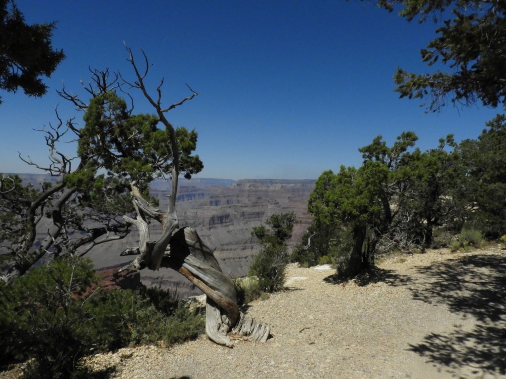 twisted trees with the grand canyon in the distance