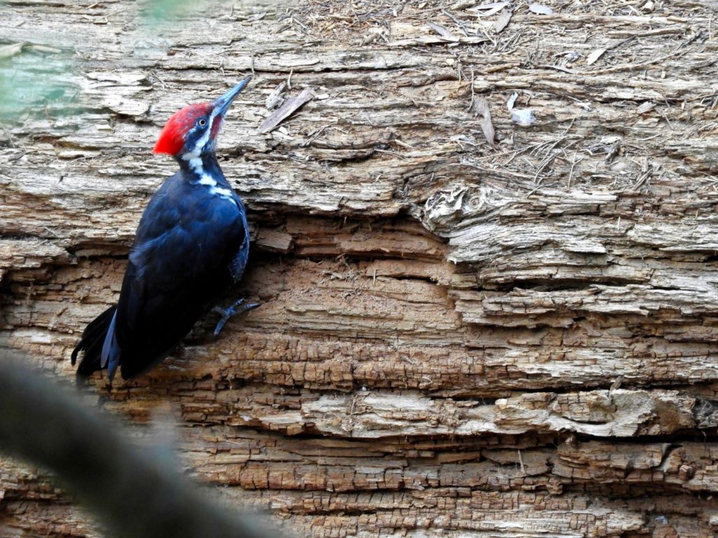 woodpecker with red feathers on his head sits on a log