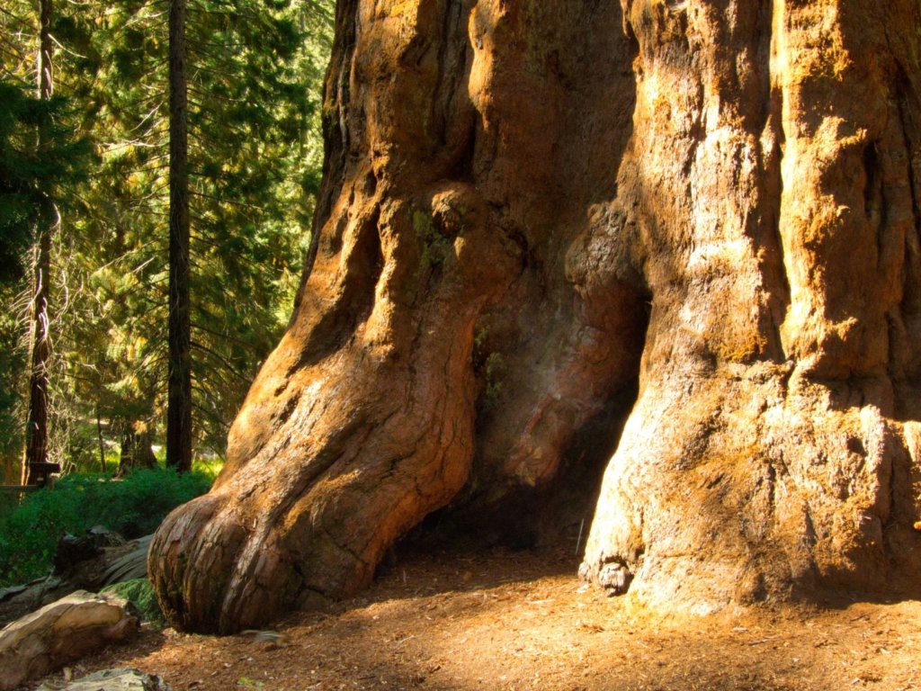 giant sequoia tree base and root system