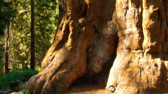 giant sequoia tree base and root system