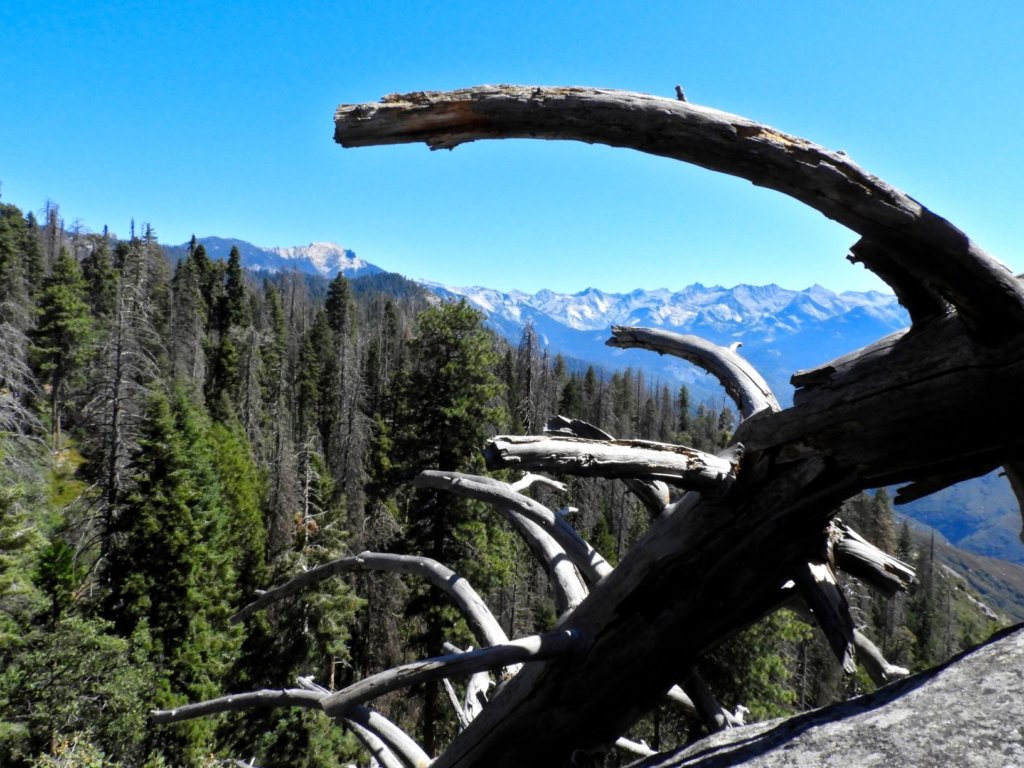 a dead tree hangs onto the side of a cliff