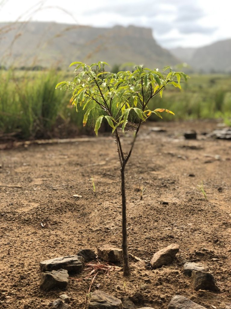 Travellers stay at a nearby lodge in Madagascar while getting hands-on by planting their trees in the "green corridor" next to the Isalo National Park. The inception of the project has seen more than 100,000 trees planted. #aesthetic #photography