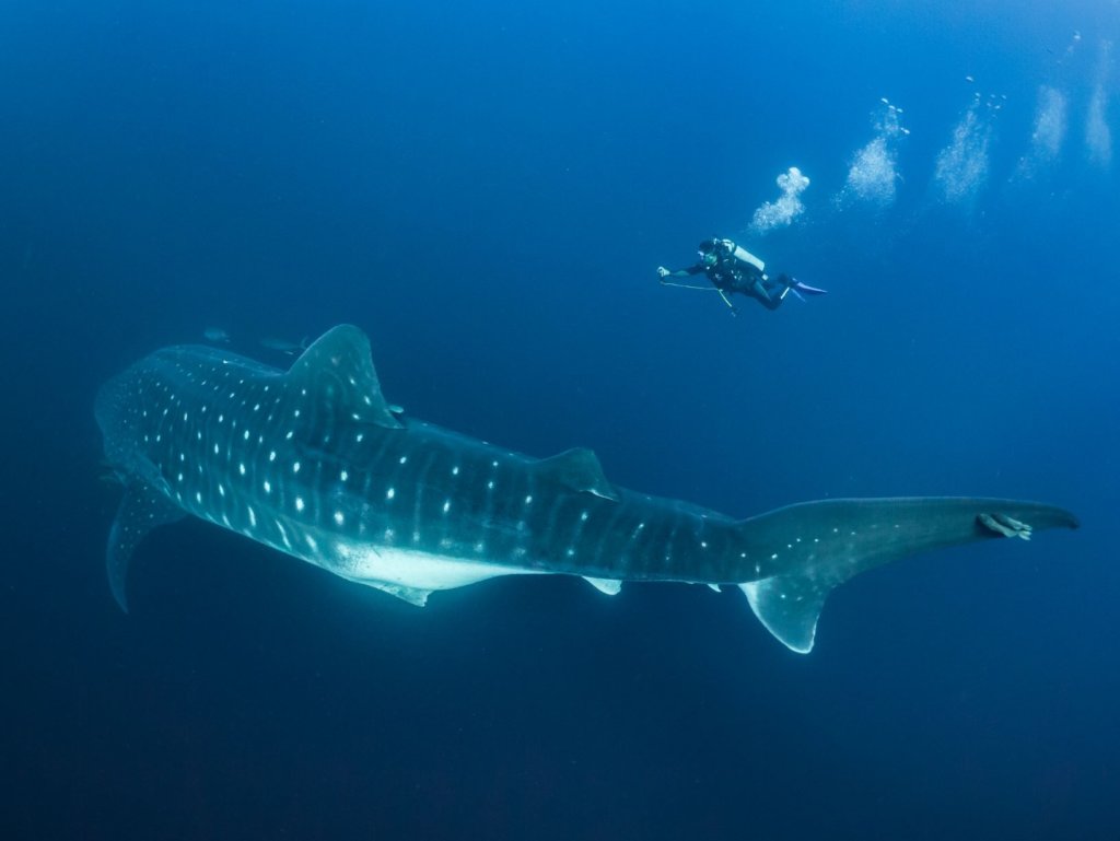 a whale shark and diver in the ocean