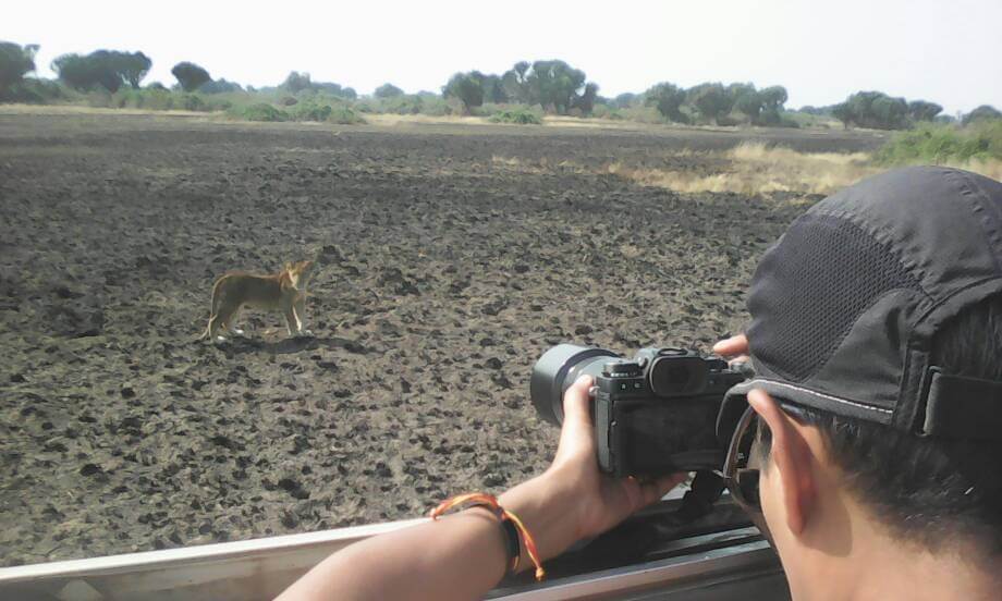 person on safari in Africa taking picture of a lioness.