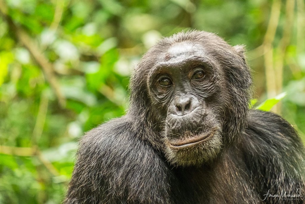 a chimpanzee in the jungle