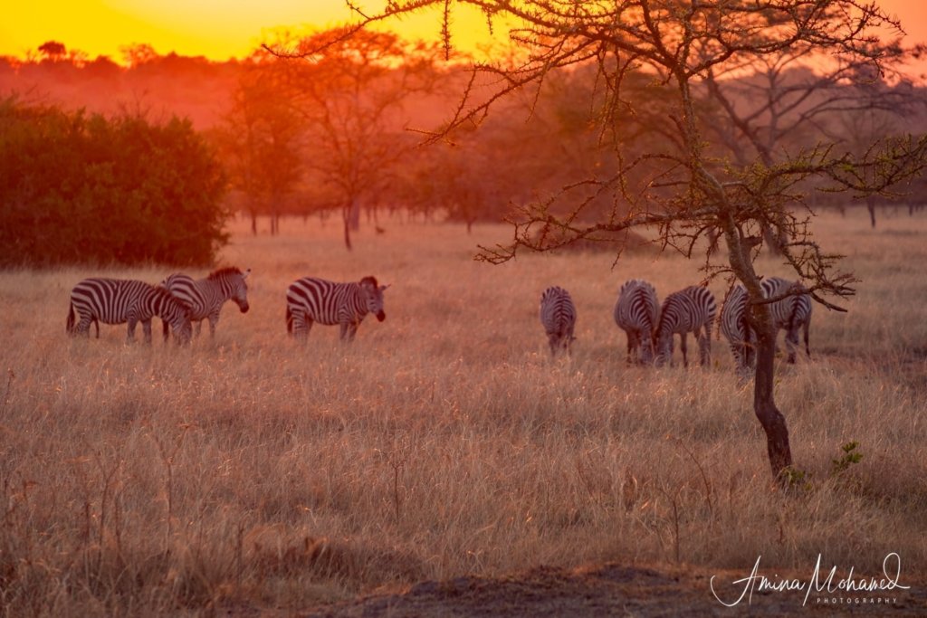 Zebras grazing on the African plains during sunset