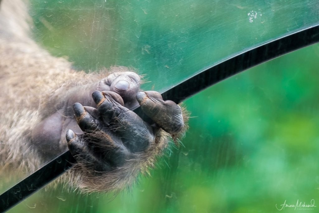 a monkey hand looking through a window